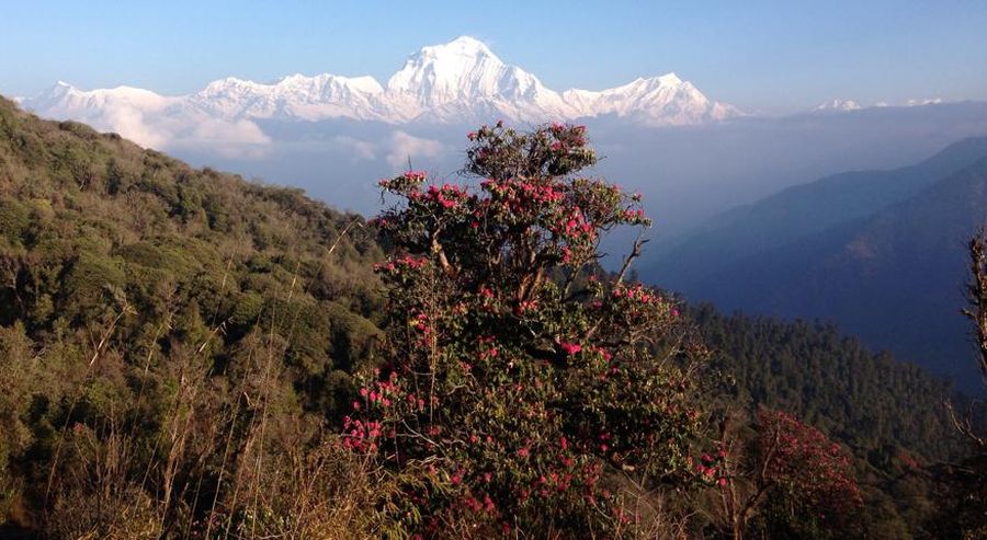 Dhaulagiri I and Tukuche Peak from Gorapani