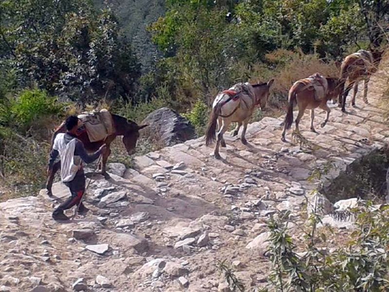 Pack Ponies in Kali Gandaki Valley