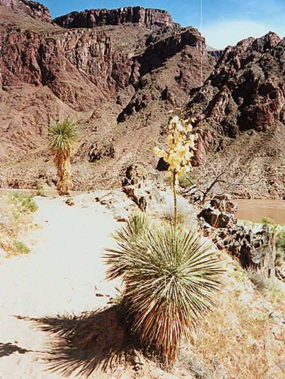 Valley Floor of the Grand Canyon