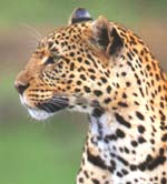 http://www.africanservalcatsafaris.com