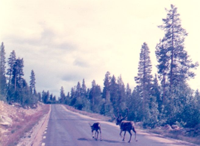 Reindeer on the road in northern Sweden