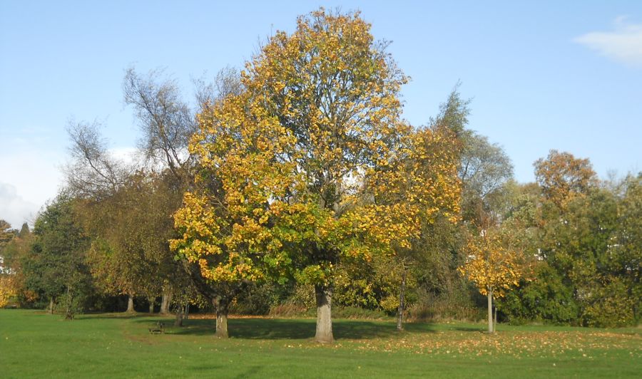 Trees at Killermont in Bearsden