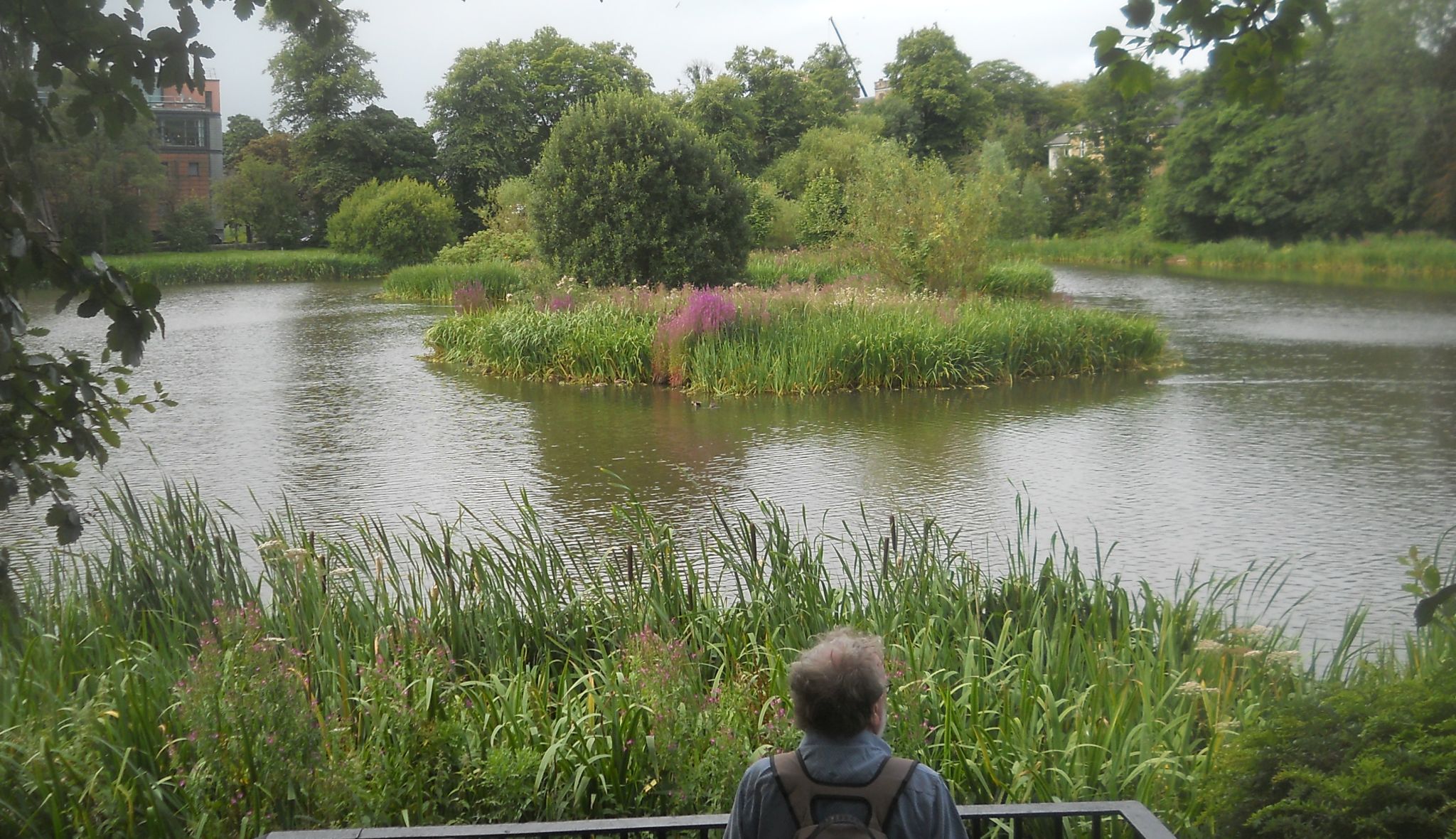 Bingham's Pond in Great Western Road