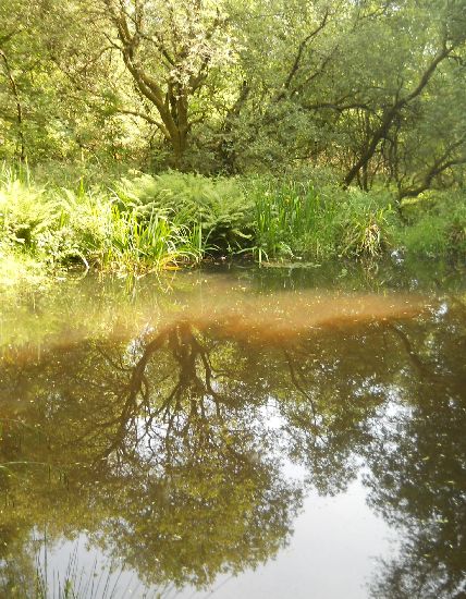 Grotto in Parkhill Wood