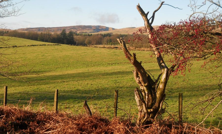 Kilpatrick Hills from path to Craigton