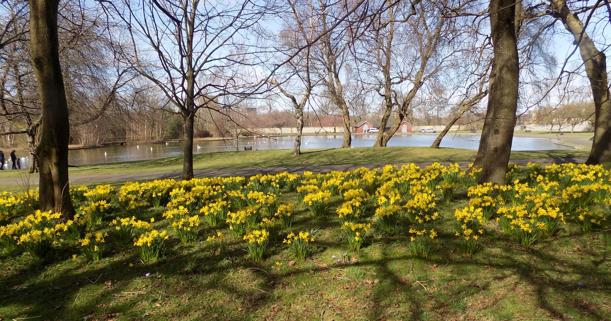 Daffodils at springtime in Richmond Park