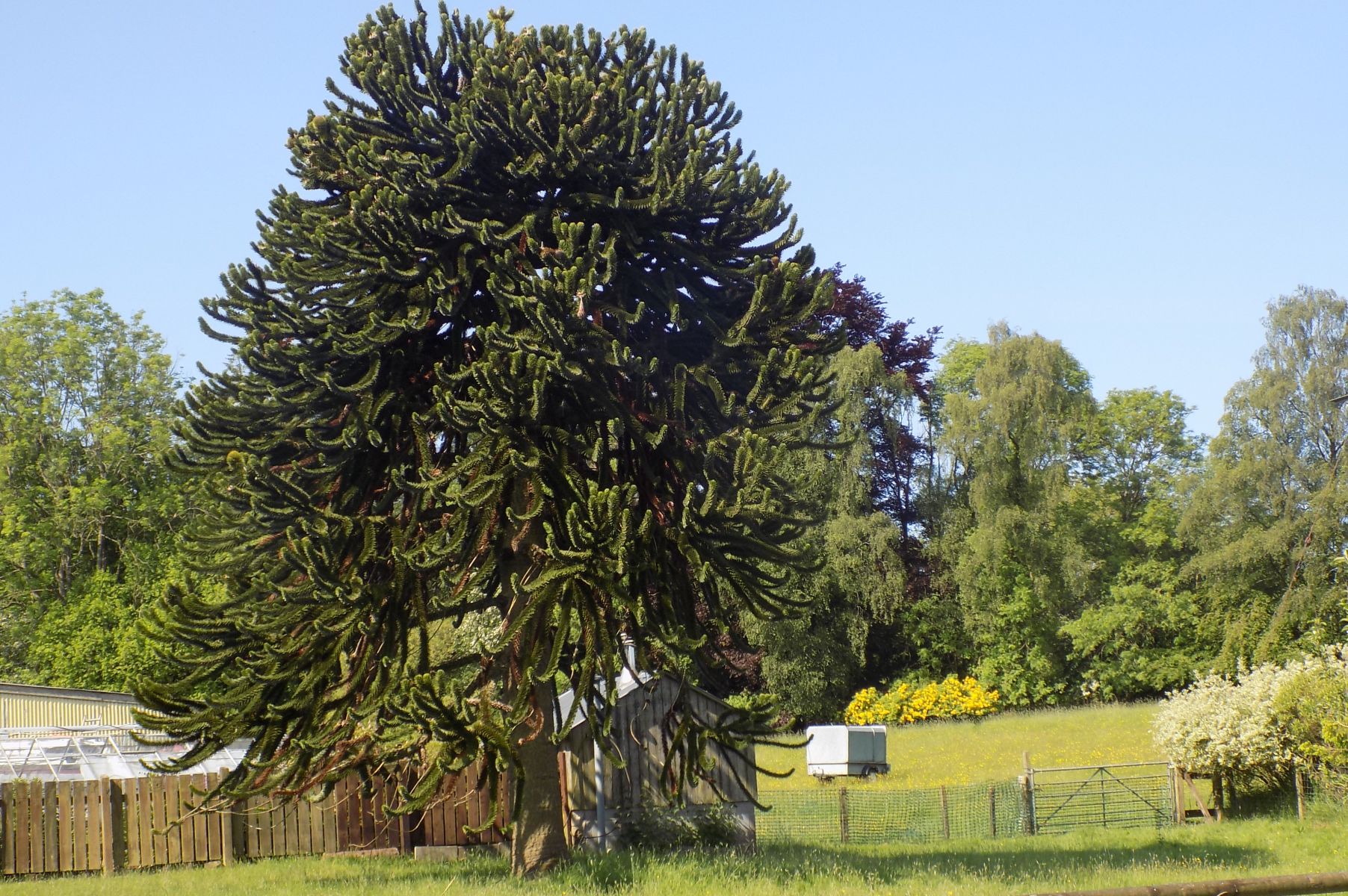 Chilean Pine ( Monkey Puzzle )