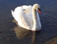 Dsc00282_swan_b.jpg