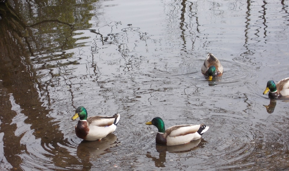 Ducks on Kilmardinny Loch in Bearsden