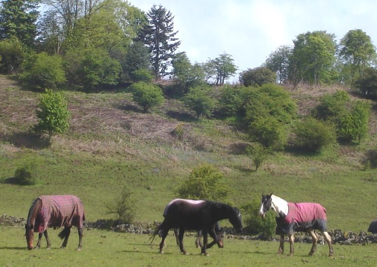 Fields and Woods above Mugdock Reservoir