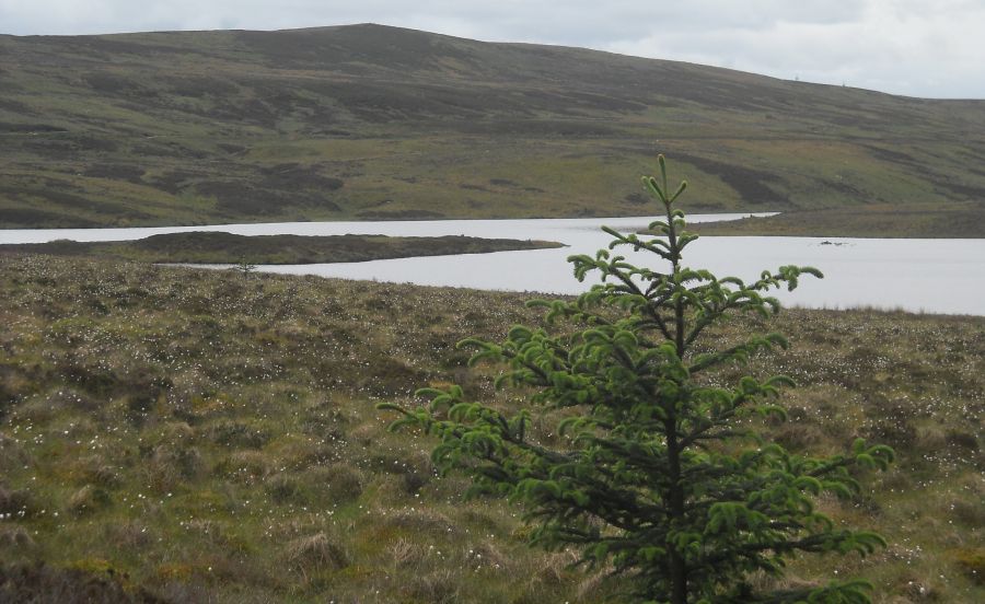 The Daff Reservoir