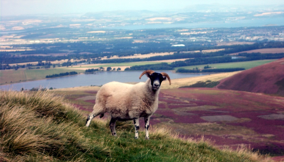 Harlaw Reservoir from East Kip