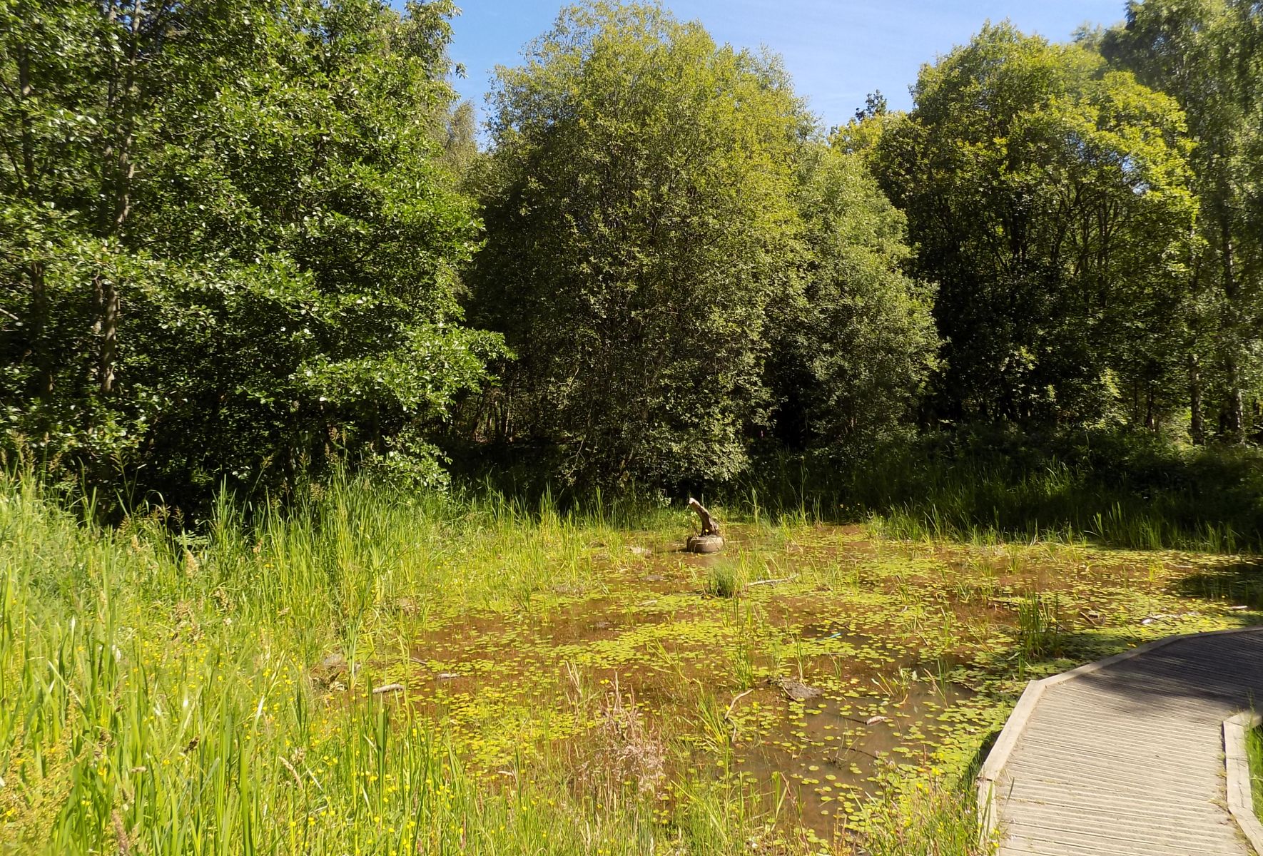 Pond in Plean Park