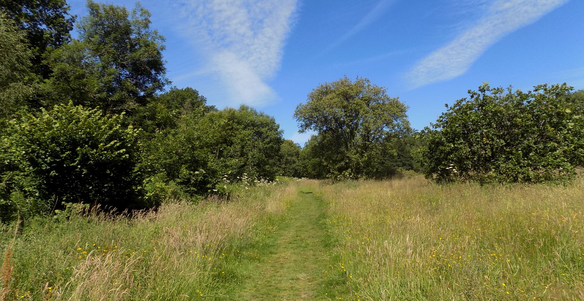 Meadow and woodlands in Plean Park