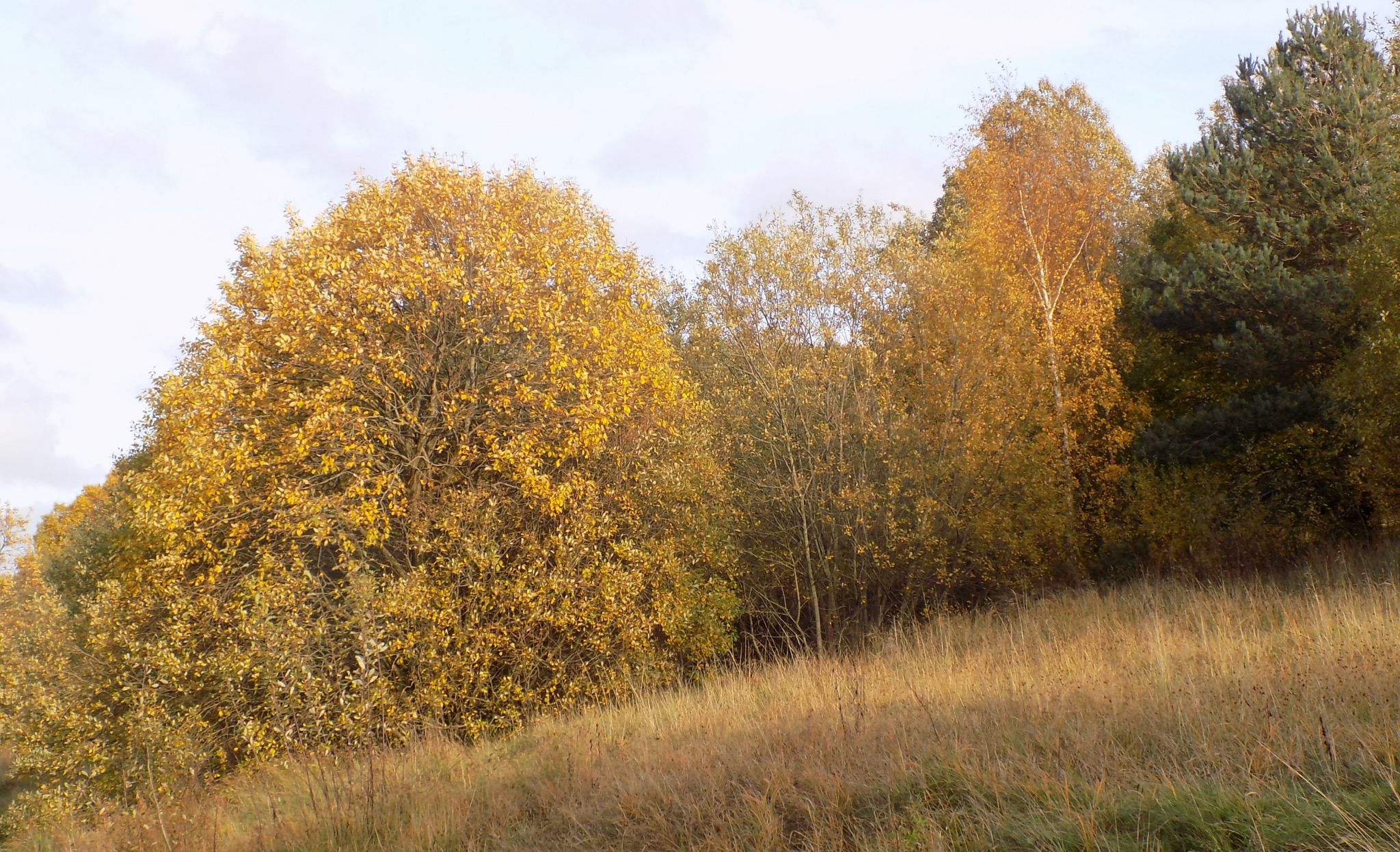 Woods bordering walkway alongside the M77