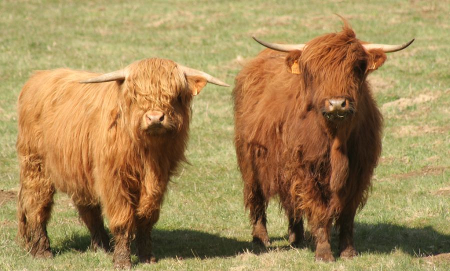 Highland Cattle