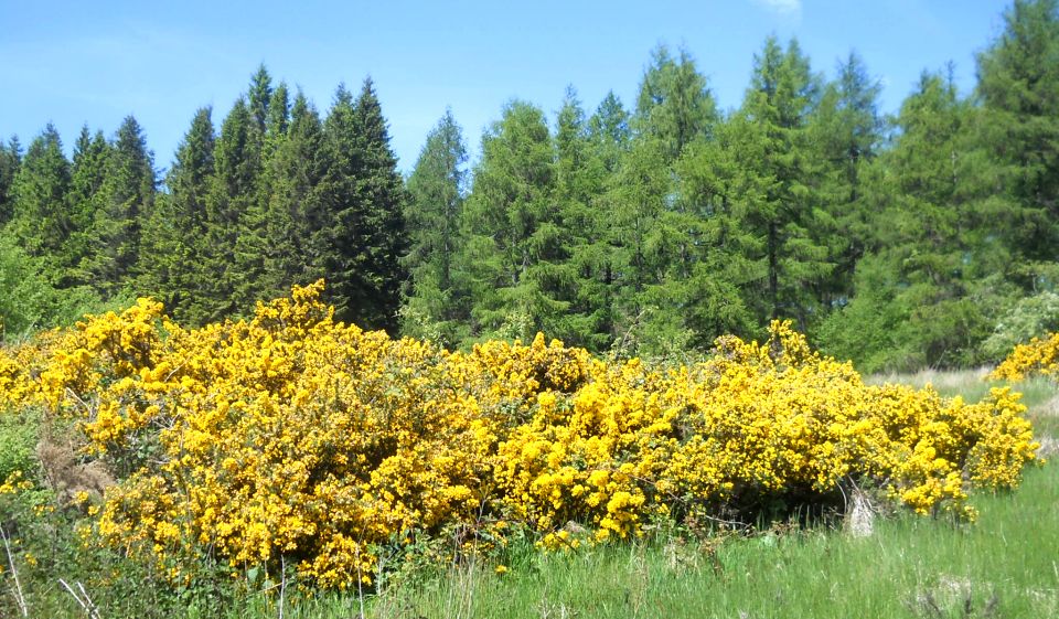 Approach to Whinny Hill viewpoint