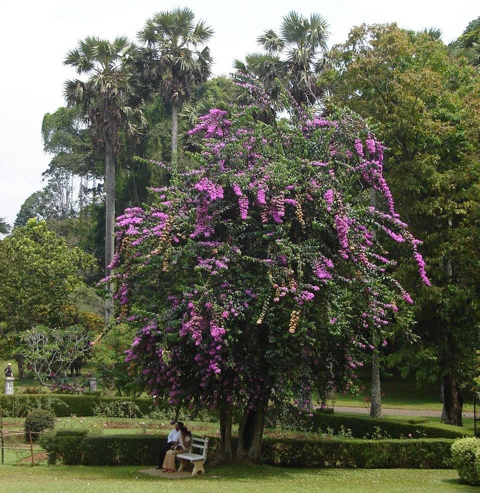 Flowering Tree