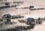 songkhla_fishfarms.jpg