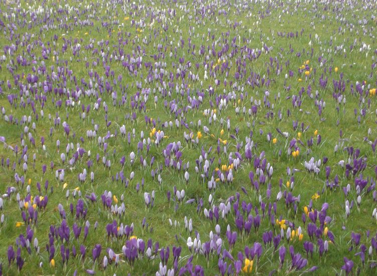 Wild Crocus in springtime on Mount Uludag above Bursa in Turkey