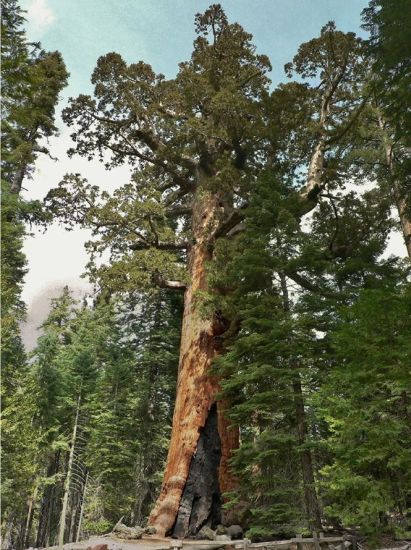 Giant Sequoia Tree